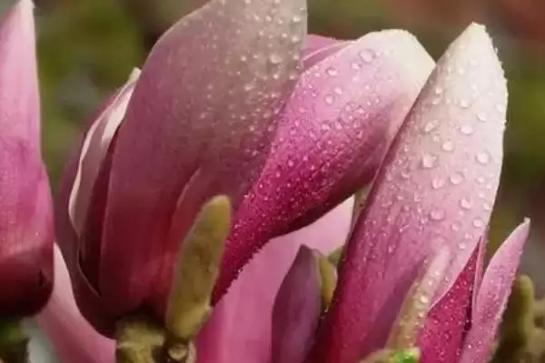 紫玉兰的繁殖方法,繁殖紫玉兰的方法有哪些主要方式插图1