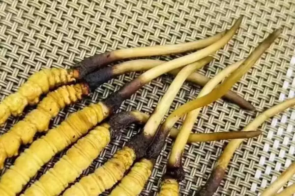 冬虫夏草等级品的区别,冬虫夏草特级品和一级品有何区别插图6 冬虫夏草等级品的区别,冬虫夏草特级品和一级品有何区别插图6