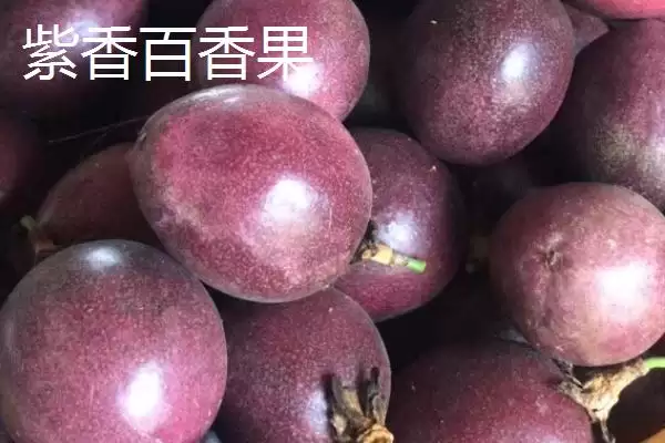 百香果的属性,百香果属于热性还是凉性水果插图6 百香果的属性,百香果属于热性还是凉性水果插图6