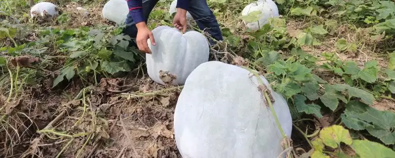 冬瓜对光照的时间要求,冬瓜对光照的要求最好达到多长时间插图 冬瓜对光照的时间要求,冬瓜对光照的要求最好达到多长时间插图