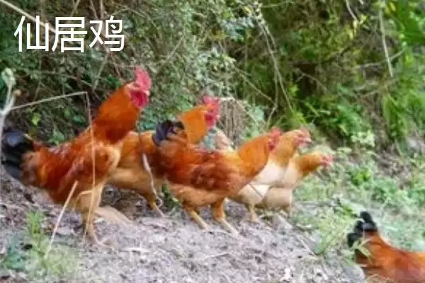 产蛋率高的鸡有哪些品种及特点呢,产蛋率高的鸡品种插图1 产蛋率高的鸡有哪些品种及特点呢,产蛋率高的鸡品种插图1