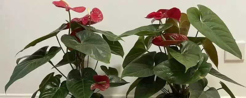 春季红掌该如何进行养护管理呢,春季红掌怎么养插图 春季红掌该如何进行养护管理呢,春季红掌怎么养插图