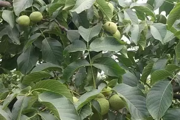 春季核桃种植有哪些注意事项呢,春季核桃种植注意事项插图3 春季核桃种植有哪些注意事项呢,春季核桃种植注意事项插图3