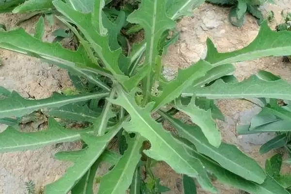 常见的野菜有哪些种类和名称呢,常见的野菜插图3 常见的野菜有哪些种类和名称呢,常见的野菜插图3