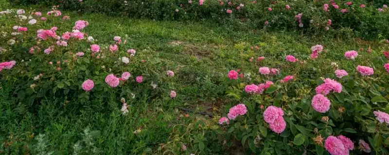 保加利亚玫瑰花的花语是什么呢,保加利亚玫瑰花的花语-会东网