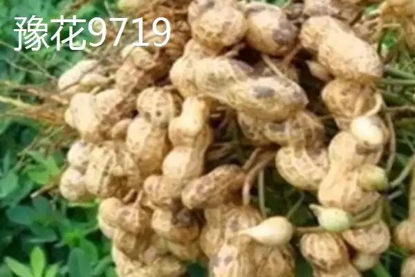 山东适合种植哪些花生高产品种?插图6 山东适合种植哪些花生高产品种?插图6