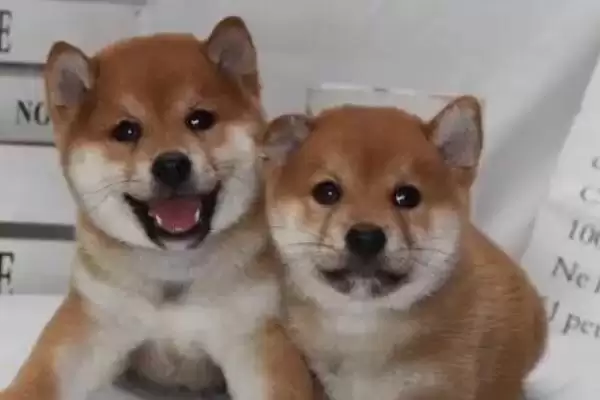 柴犬的寿命一般是多少年呢,柴犬的寿命插图2 柴犬的寿命一般是多少年呢,柴犬的寿命插图2