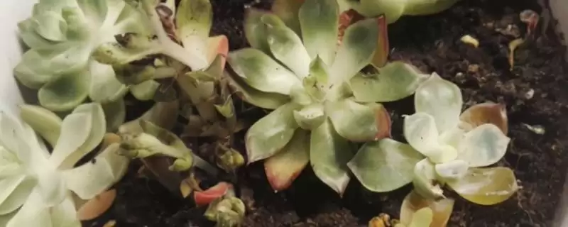 吡虫啉在多肉上的使用方法是怎样呢,吡虫啉在多肉上的使用方法插图 吡虫啉在多肉上的使用方法是怎样呢,吡虫啉在多肉上的使用方法插图