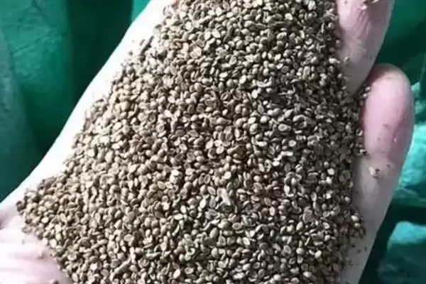 百喜草栽培管理,百喜草的栽培管理技术有哪些插图4 百喜草栽培管理,百喜草的栽培管理技术有哪些插图4
