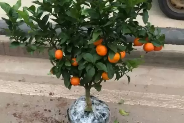 橙子树盆栽从没结过果是什么原因,橙子树盆栽从没结过果是什么原因插图1 橙子树盆栽从没结过果是什么原因,橙子树盆栽从没结过果是什么原因插图1