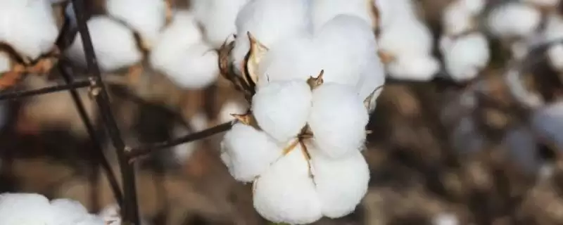 4月上中旬播种华棉8119棉花品种详细全介绍-会东网