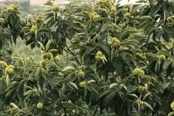 板栗枝枯病的种类及防治措施是,板栗枝枯病的种类及防治措施插图1 板栗枝枯病的种类及防治措施是,板栗枝枯病的种类及防治措施插图1