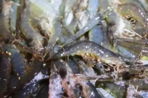 对虾的常见品种种类,对虾的常见品种有哪些具体的种类插图4 对虾的常见品种种类,对虾的常见品种有哪些具体的种类插图4