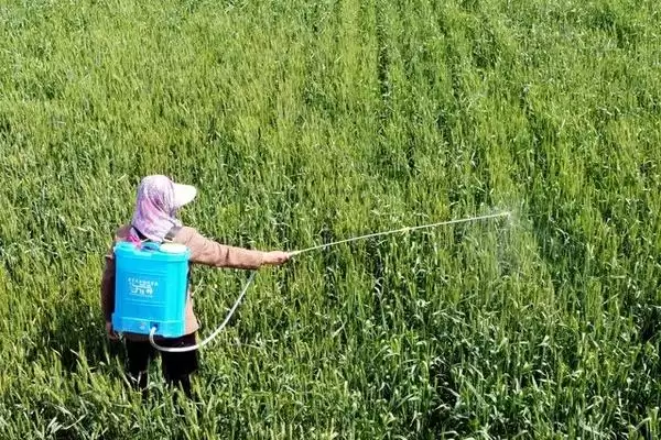 防除博落回除草剂,防除博落回可用哪些除草剂种类插图2 防除博落回除草剂,防除博落回可用哪些除草剂种类插图2