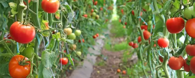 番茄的种植技术,春番茄通常在何时进行种植技术插图 番茄的种植技术,春番茄通常在何时进行种植技术插图
