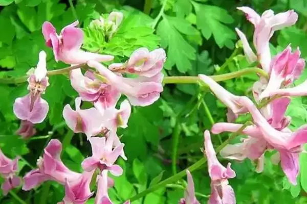 山野豌豆作为豆科草本植物如何介绍?插图3 山野豌豆作为豆科草本植物如何介绍?插图3