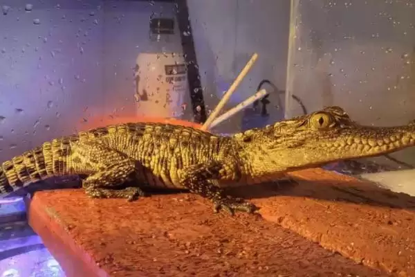 宠物鳄鱼的养殖方法和要点是啥,宠物鳄鱼的养殖方法插图3 宠物鳄鱼的养殖方法和要点是啥,宠物鳄鱼的养殖方法插图3