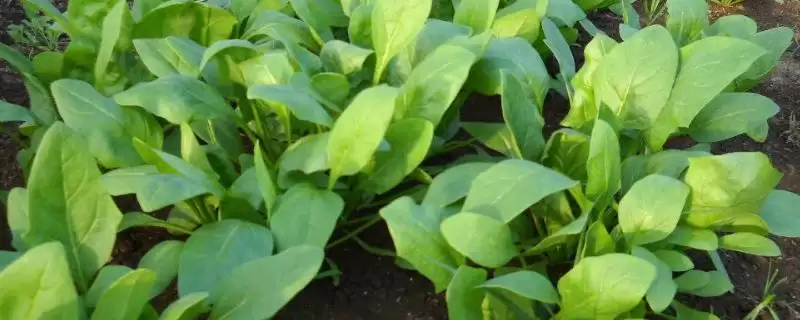 春菠菜的水肥管理有哪些要点呢,春菠菜的水肥管理要点插图 春菠菜的水肥管理有哪些要点呢,春菠菜的水肥管理要点插图