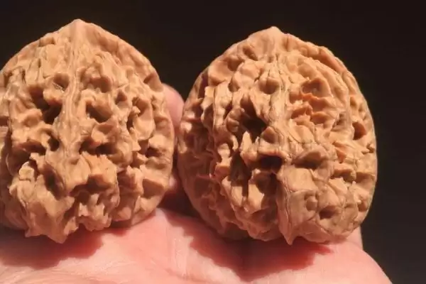 帝王狮子头核桃的介绍,帝王狮子头核桃是怎样的文玩核桃插图1 帝王狮子头核桃的介绍,帝王狮子头核桃是怎样的文玩核桃插图1