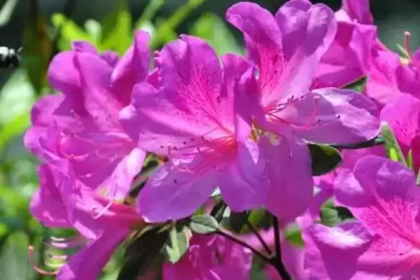 杜鹃花夏季枯萎的处理,杜鹃花夏季枯萎应如何进行处理插图3 杜鹃花夏季枯萎的处理,杜鹃花夏季枯萎应如何进行处理插图3