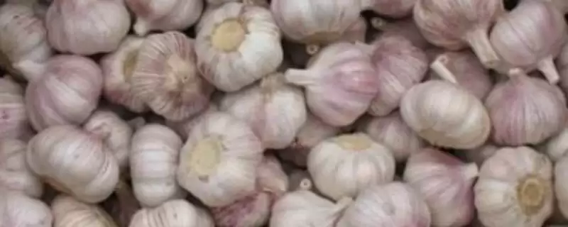 大蒜能否放在冰箱存放,大蒜能放冰箱吗-会东网