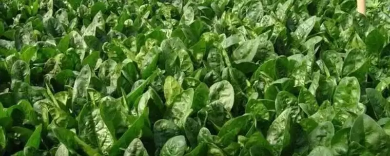菠菜的播种时间在什么时候呢,菠菜的播种时间-会东网
