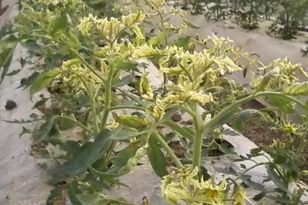 番茄缺素症及补救,番茄缺素症的表现及补救方法有哪些插图3
