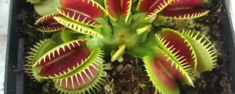 捕蝇草的浇水方法和频率是怎样呢,捕蝇草的浇水方法-会东网