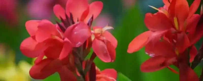 大花美人蕉的外形有何特点呢,大花美人蕉的外形特点-会东网