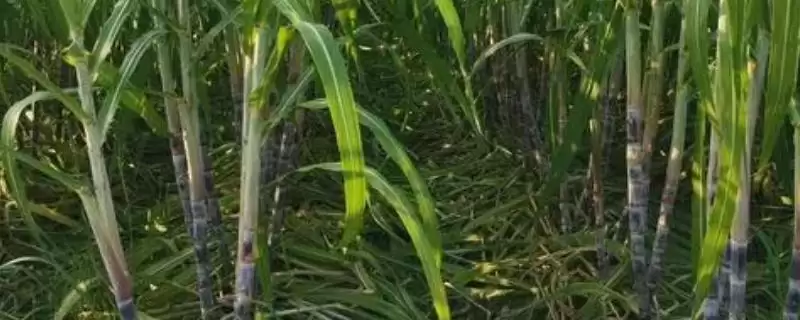 大棚甘蔗的种植方法有哪些呢,大棚甘蔗的种植方法插图 大棚甘蔗的种植方法有哪些呢,大棚甘蔗的种植方法插图