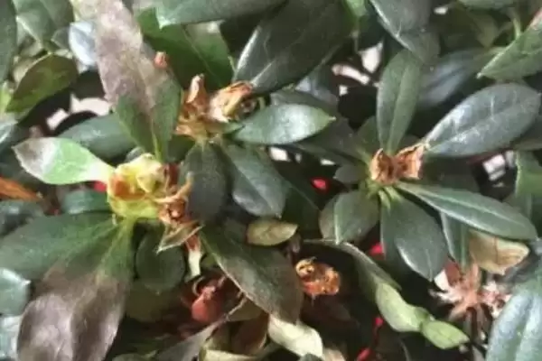 杜鹃花花苞干枯的原因,杜鹃花花苞干枯的原因有哪些方面插图1 杜鹃花花苞干枯的原因,杜鹃花花苞干枯的原因有哪些方面插图1