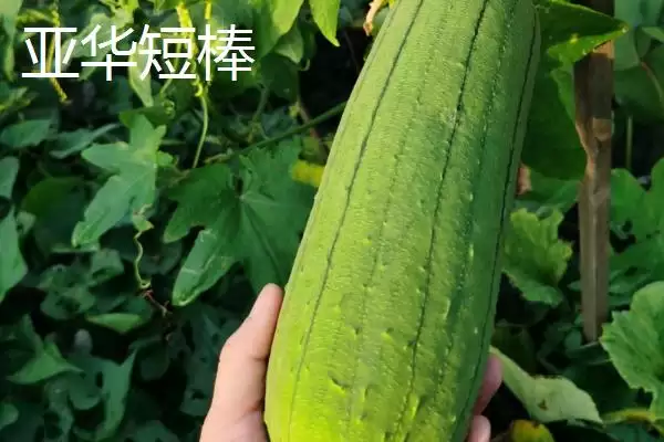 短棒形丝瓜品种种类,短棒形丝瓜品种有哪些常见的种类插图3 短棒形丝瓜品种种类,短棒形丝瓜品种有哪些常见的种类插图3