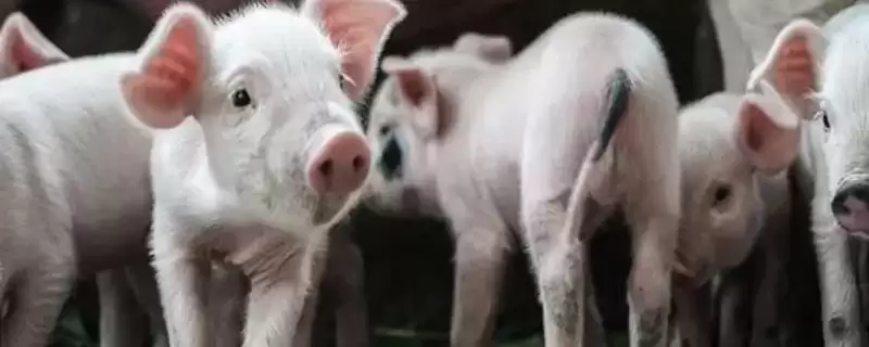 仔猪腹腔补液配方如何加强心剂？-会东网