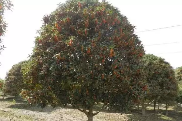 丹桂树的价格影响因素,丹桂树的价格受哪些规格因素影响插图3 丹桂树的价格影响因素,丹桂树的价格受哪些规格因素影响插图3