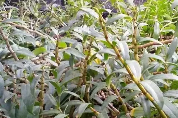 耳环石斛的基本介绍,耳环石斛一般是指哪种石斛植物插图3 耳环石斛的基本介绍,耳环石斛一般是指哪种石斛植物插图3