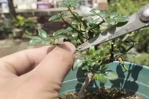 冬天迎春花的浇水方式,冬天迎春花的浇水方式有何要求插图4 冬天迎春花的浇水方式,冬天迎春花的浇水方式有何要求插图4
