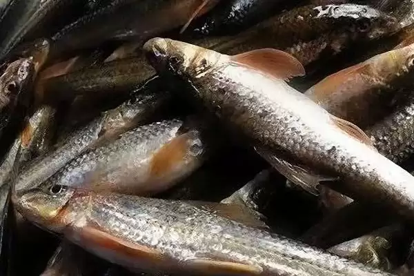 船钉子鱼是一种怎样的鱼呢,船钉子鱼是什么鱼插图1
