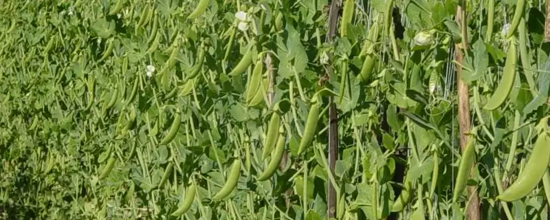 种植豌豆南方何时播种及方法?-会东网