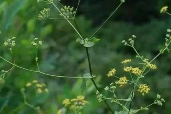 柴胡的价格大概是多少钱一斤呢,柴胡的价格插图3 柴胡的价格大概是多少钱一斤呢,柴胡的价格插图3