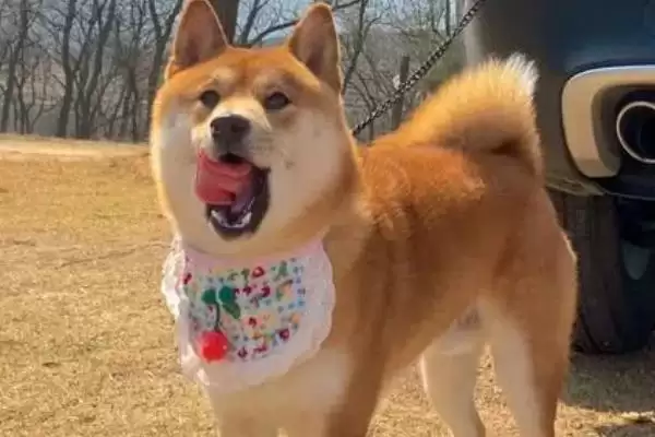 柴犬的寿命一般是多少年呢,柴犬的寿命插图1 柴犬的寿命一般是多少年呢,柴犬的寿命插图1