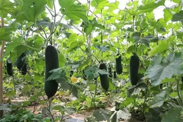 冬瓜的春季种植时间,冬瓜的种植时间春季在何时左右插图2 冬瓜的春季种植时间,冬瓜的种植时间春季在何时左右插图2