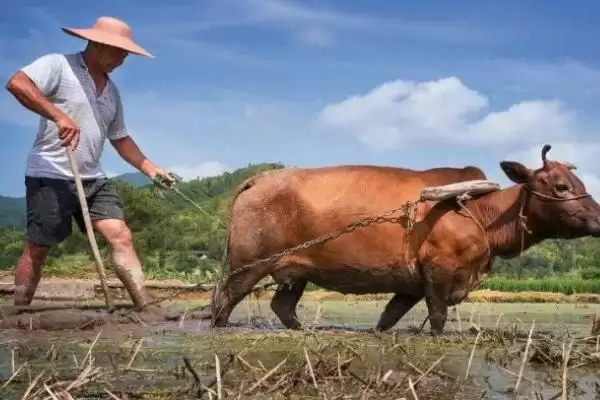 传统农业和现代农业有何区别呢,传统农业和现代农业的区别插图3 传统农业和现代农业有何区别呢,传统农业和现代农业的区别插图3