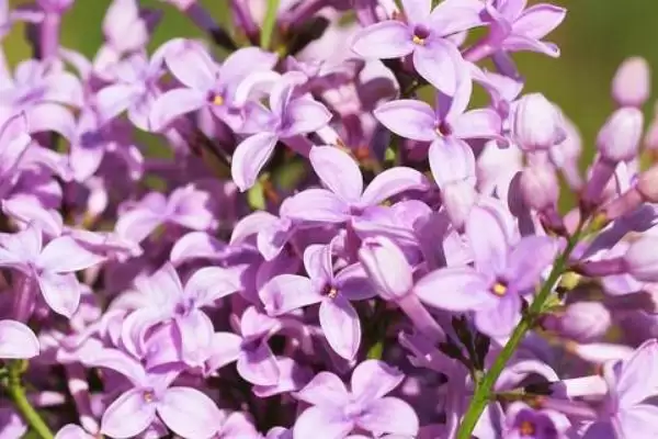 丁香花放置卧室的情况,丁香花能不能放在卧室里养殖插图3 丁香花放置卧室的情况,丁香花能不能放在卧室里养殖插图3