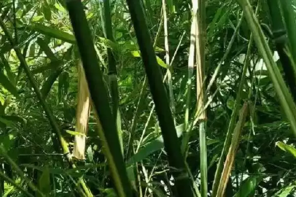 翠竹具有怎样的象征意义呢,翠竹的象征插图2 翠竹具有怎样的象征意义呢,翠竹的象征插图2