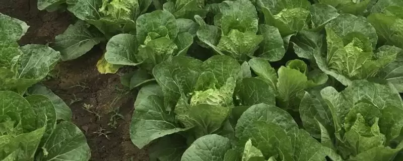 大白菜生长的温度要求是多少,大白菜的生长温度是多少插图 大白菜生长的温度要求是多少,大白菜的生长温度是多少插图