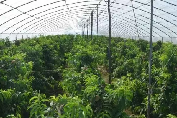 大棚油桃的管理要点有哪些方面,大棚油桃的管理要点插图2 大棚油桃的管理要点有哪些方面,大棚油桃的管理要点插图2