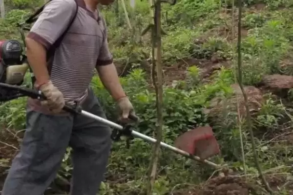 百香果广泛种植地,百香果在哪些热带亚热带地区广植插图7