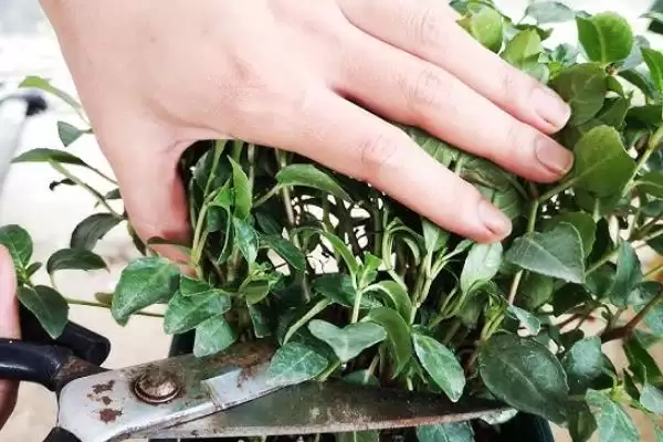 倒挂金钟的水培方法步骤,倒挂金钟如何进行水培的操作插图4 倒挂金钟的水培方法步骤,倒挂金钟如何进行水培的操作插图4