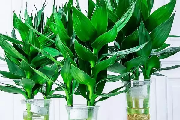 冬天富贵竹的保暖方法,冬天长了根的富贵竹怎么进行保暖插图3
