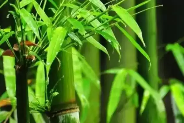翠竹具有怎样的象征意义呢,翠竹的象征插图3 翠竹具有怎样的象征意义呢,翠竹的象征插图3